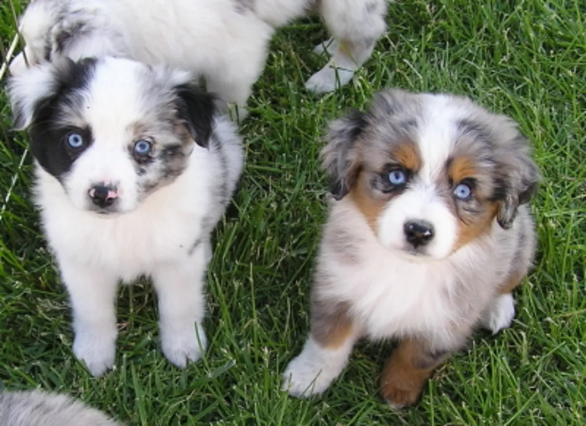 Australian Shepherd Puppies