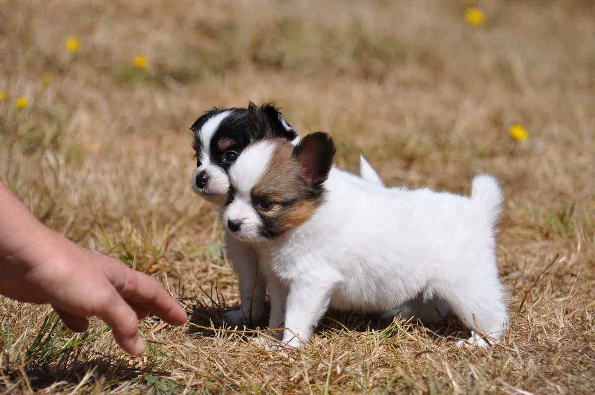 Cachorros Papillon en entrenamiento para ir al baño