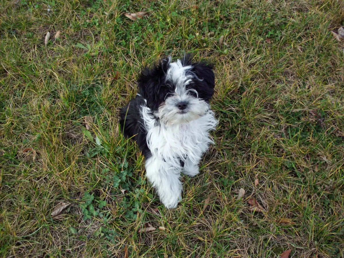 Cachorros Shih Poo