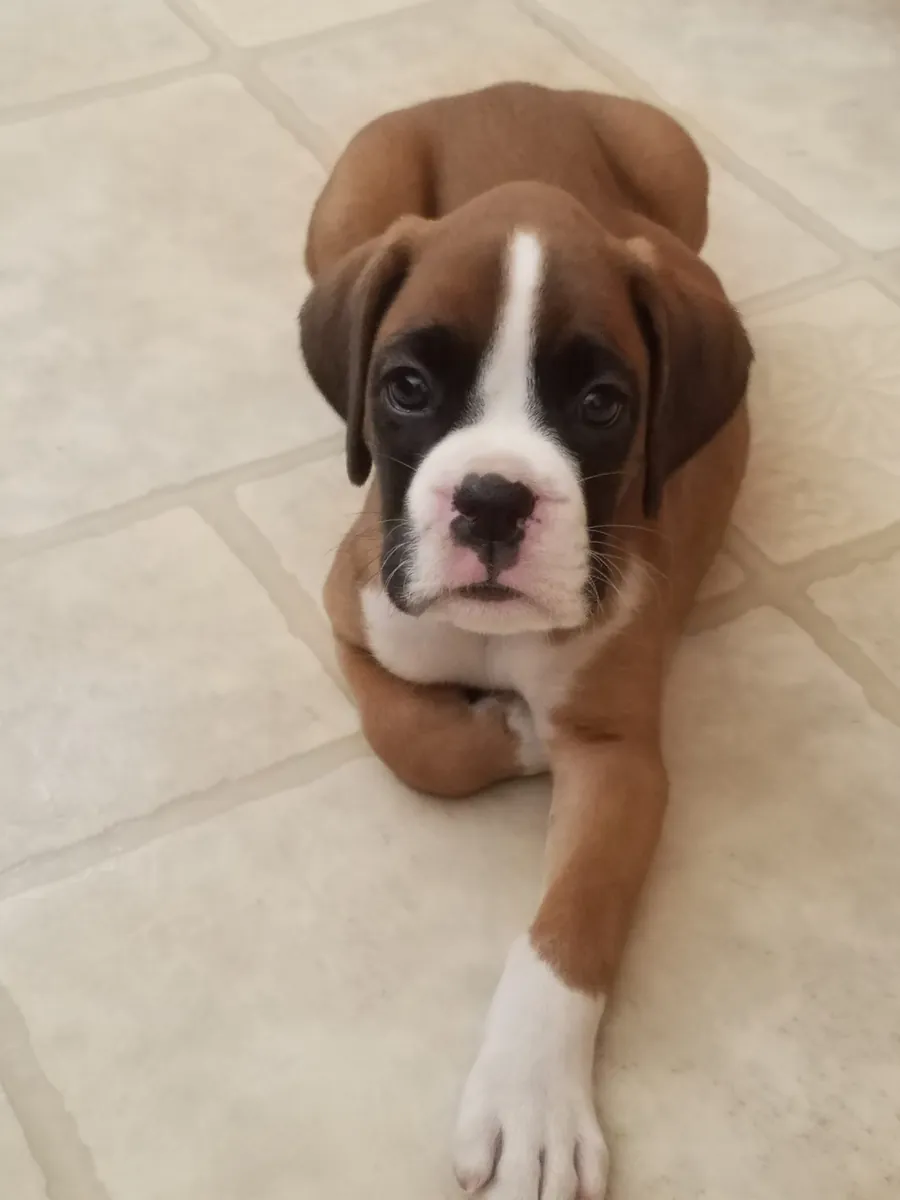Chiots Boxer prêts pour Noël