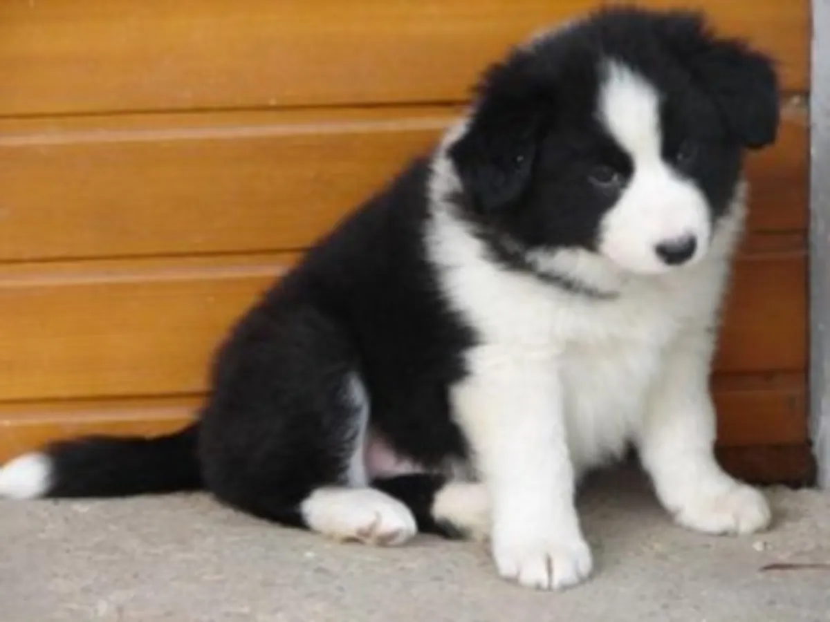 Cachorros Border Collie ISDS/AKC