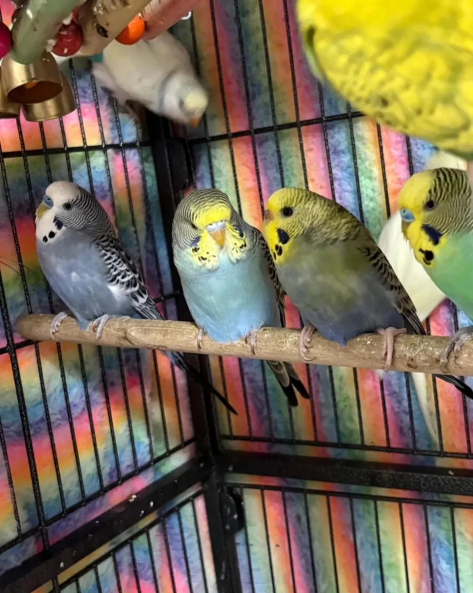 Bébés perruches à vendre