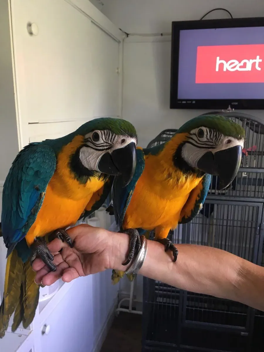 Beaux aras bleus et dorés