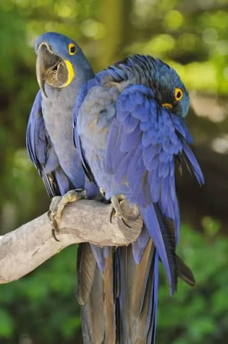 Available Jacinto Parrots
