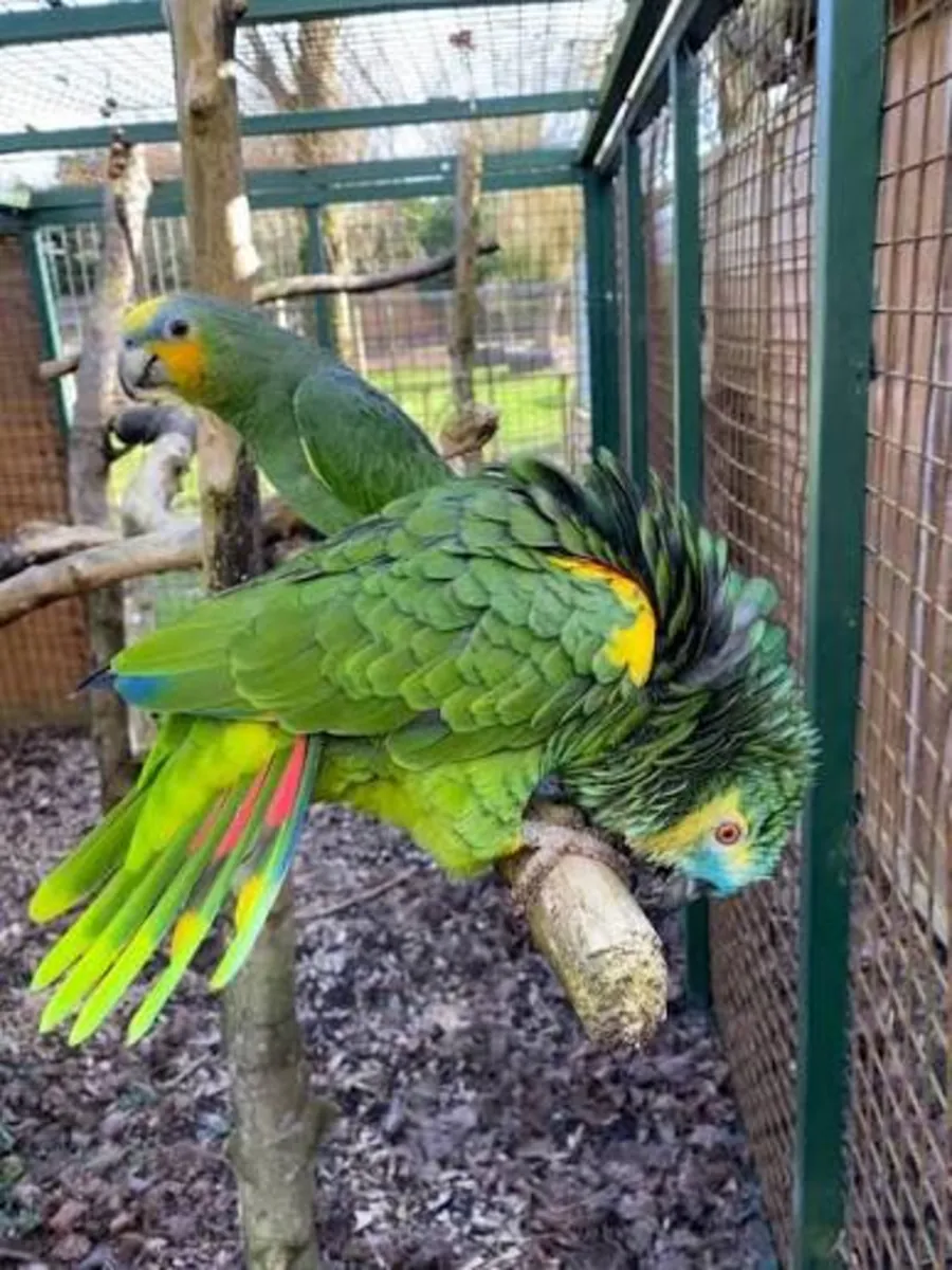 Adorable Amazon parrots