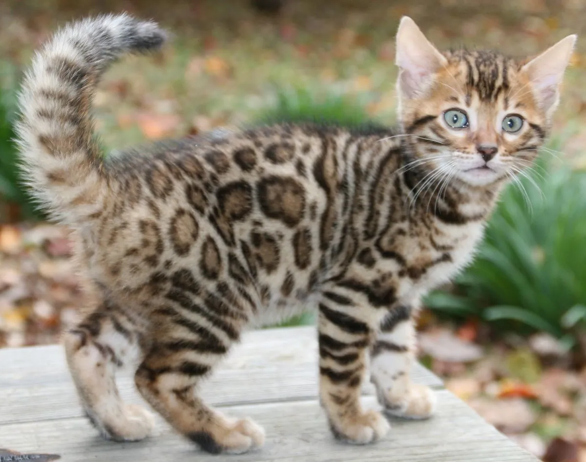 Trained and Vaccinated Bengal Kitten