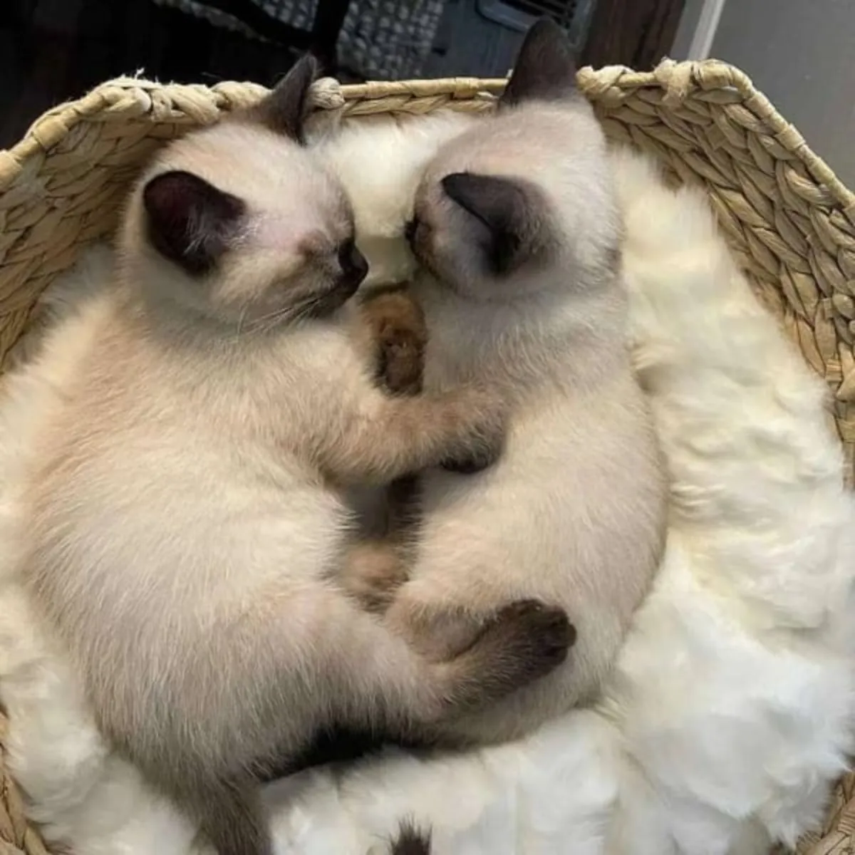 Gatitos Siameses