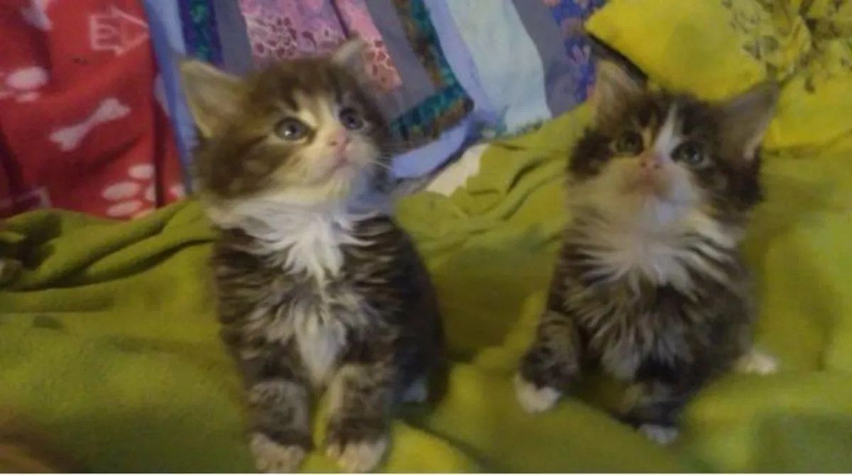 Maine Coon kittens available