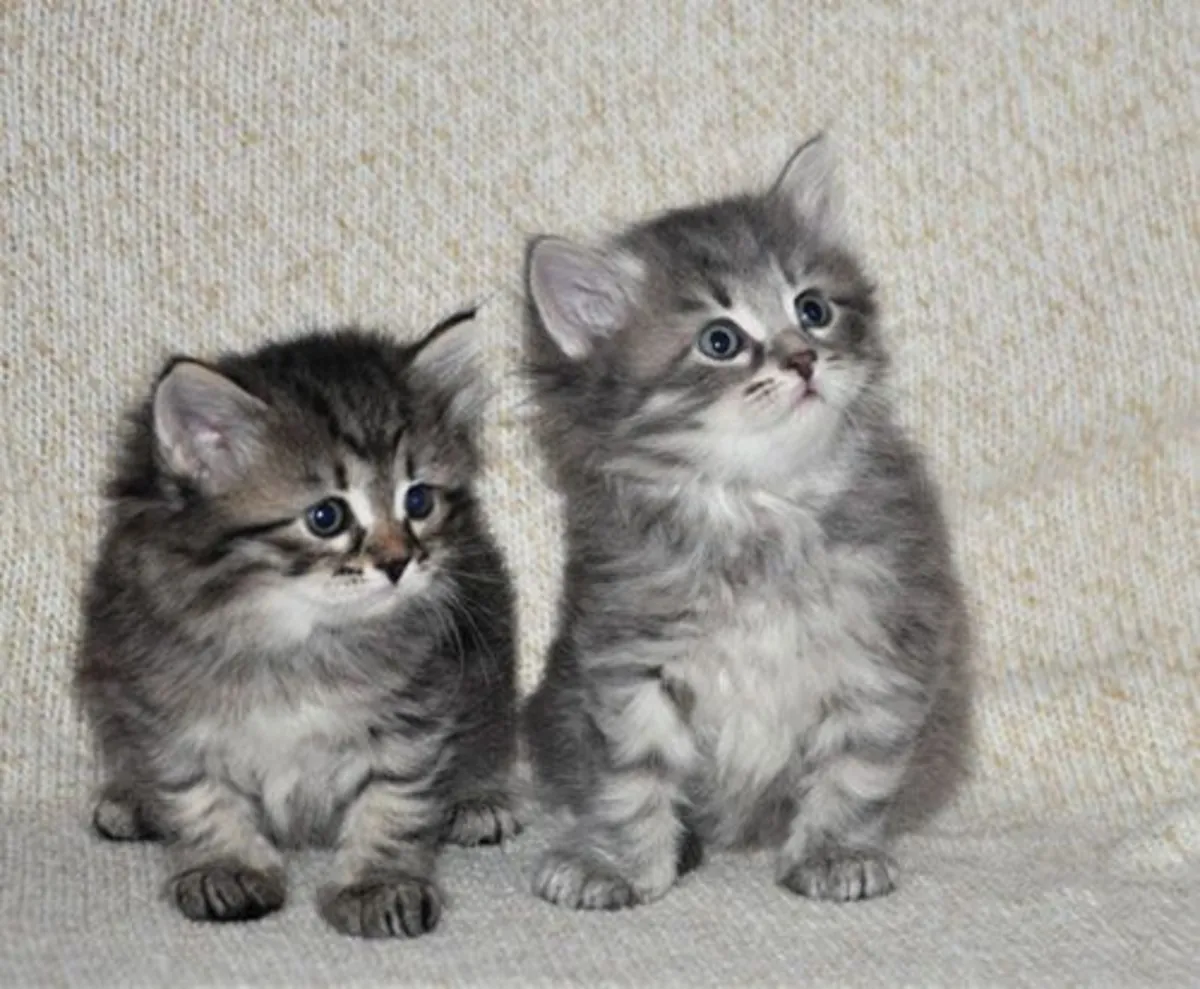 Siberian Kittens Available