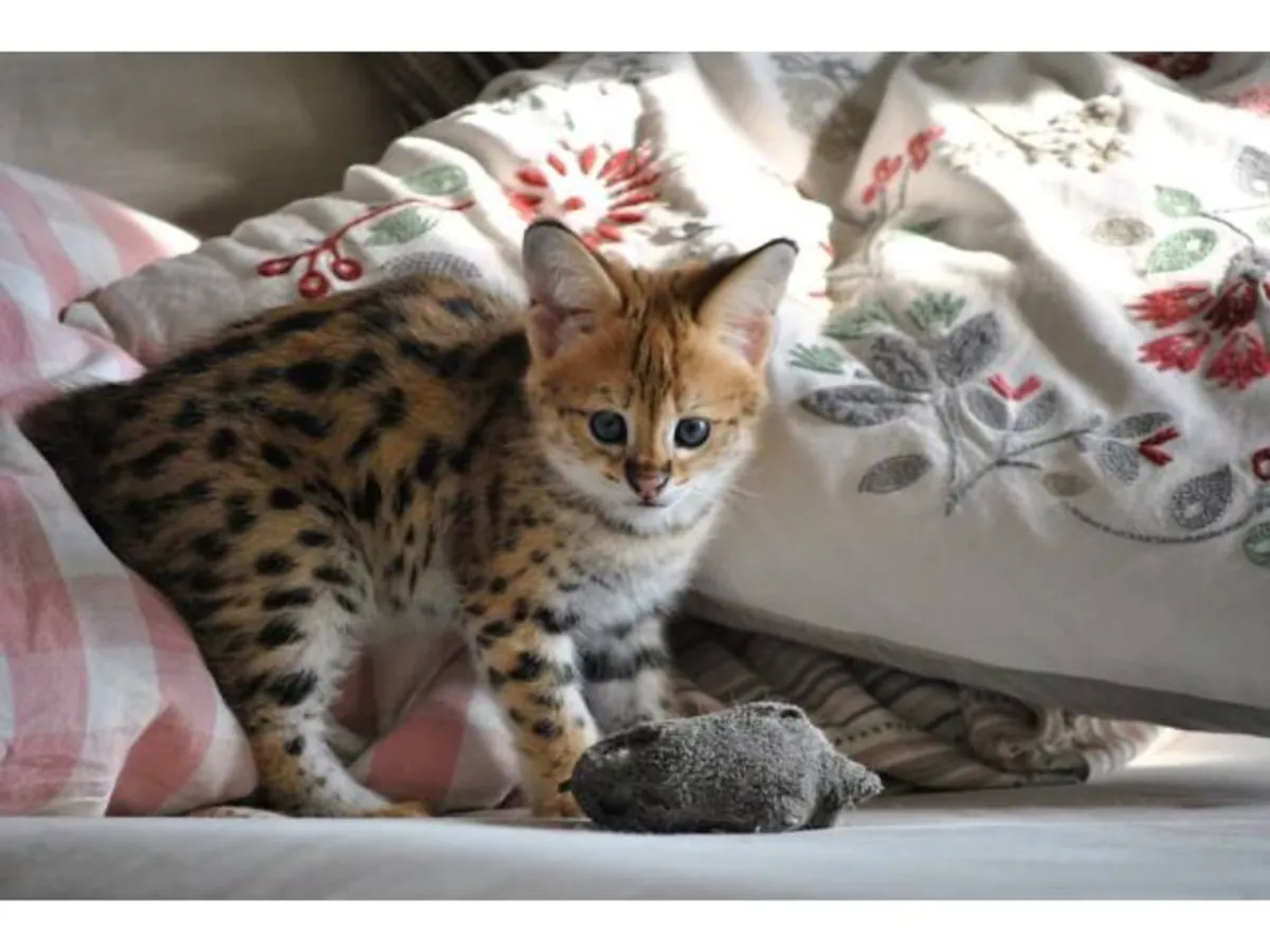 Savannah Kittens Available