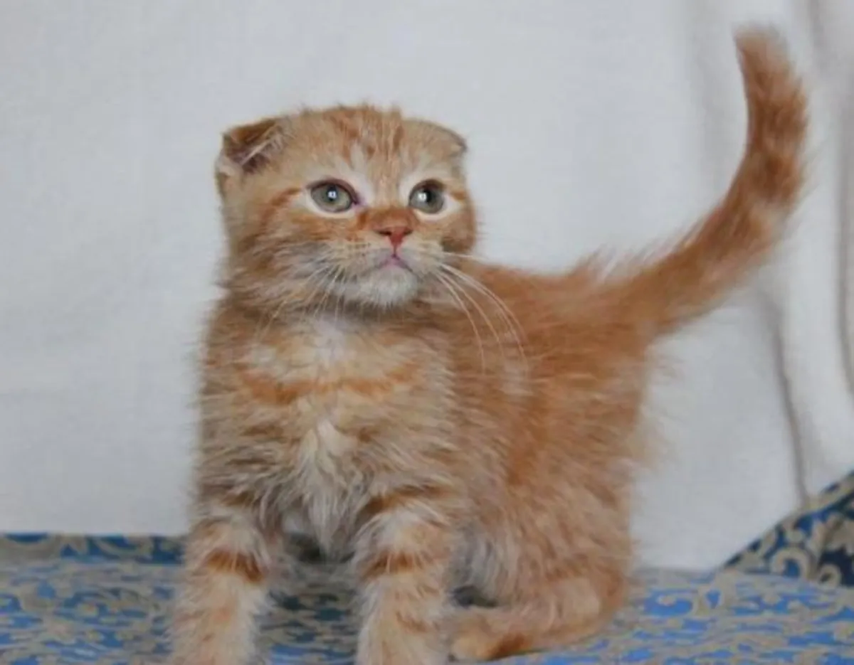 Gatitos Scottish Fold