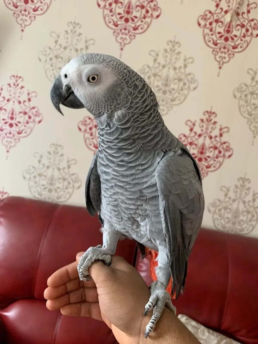 Pair of Talking Afrin Grey Parrots