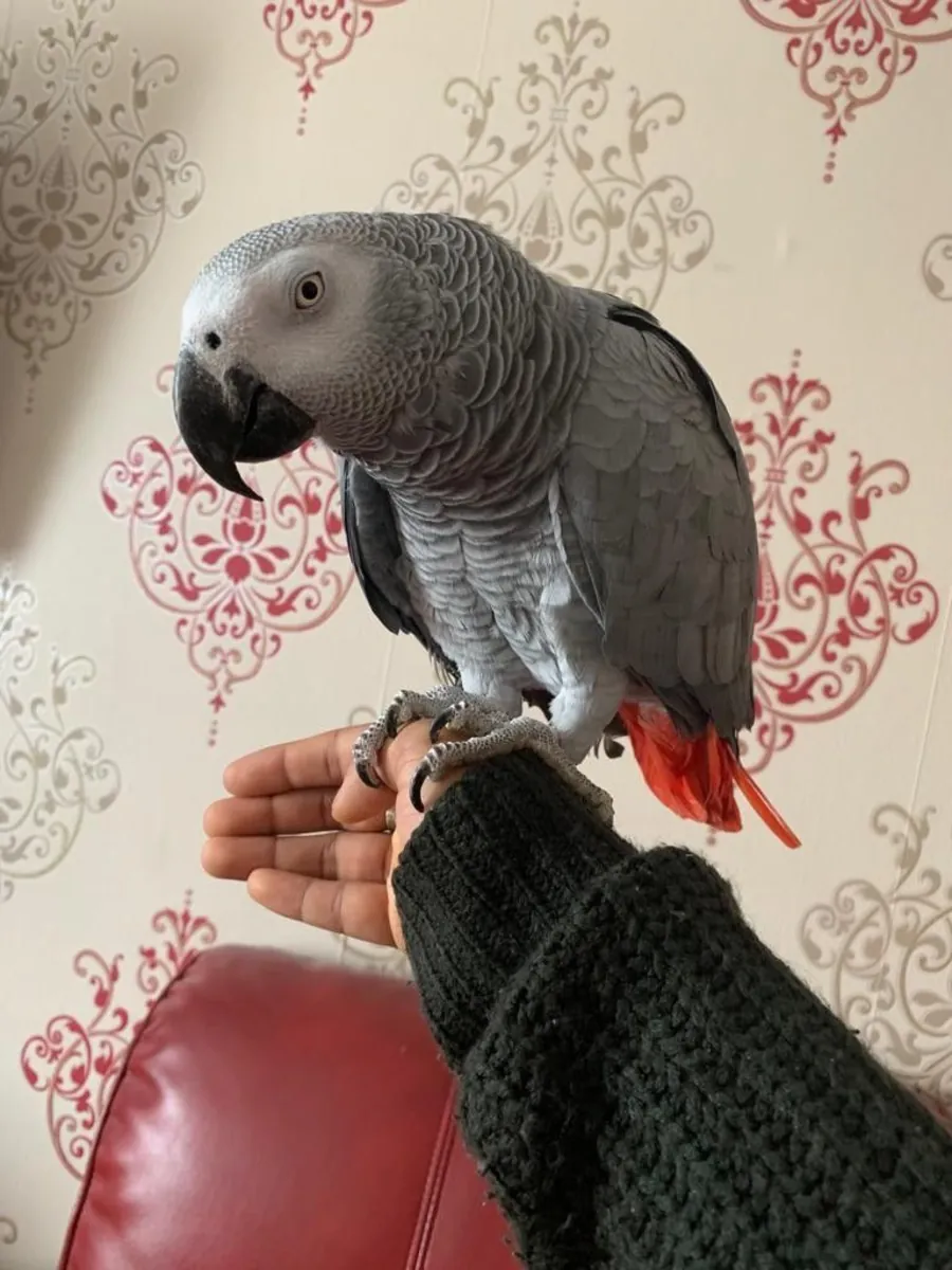 Pair of Talking Afrin Grey Parrots