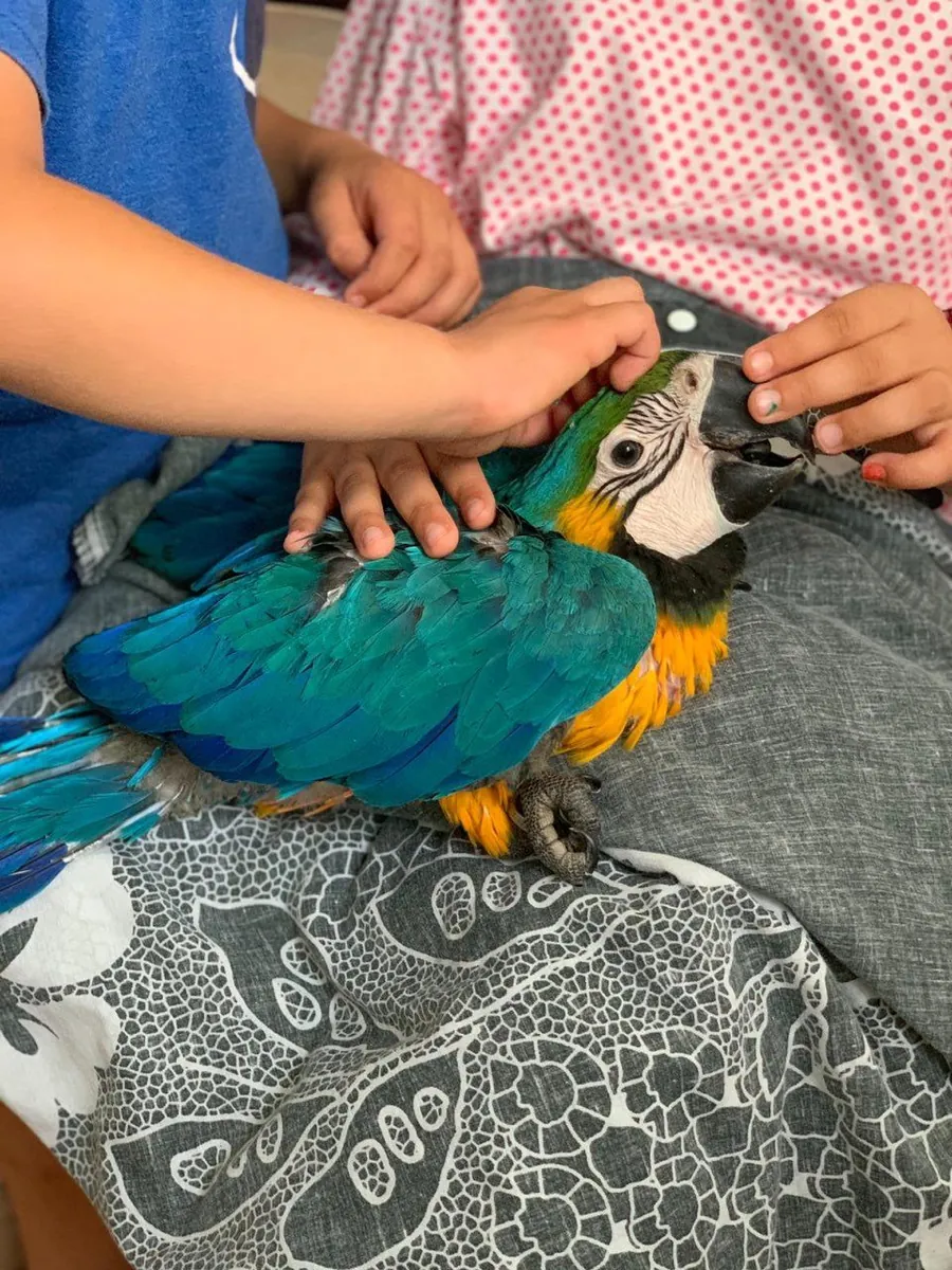 Lovely Blue and Gold Macaws parrots
