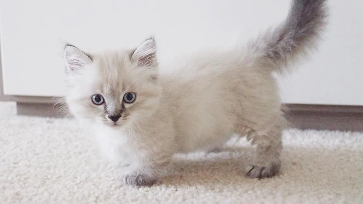 Munchkin Kittens Available
