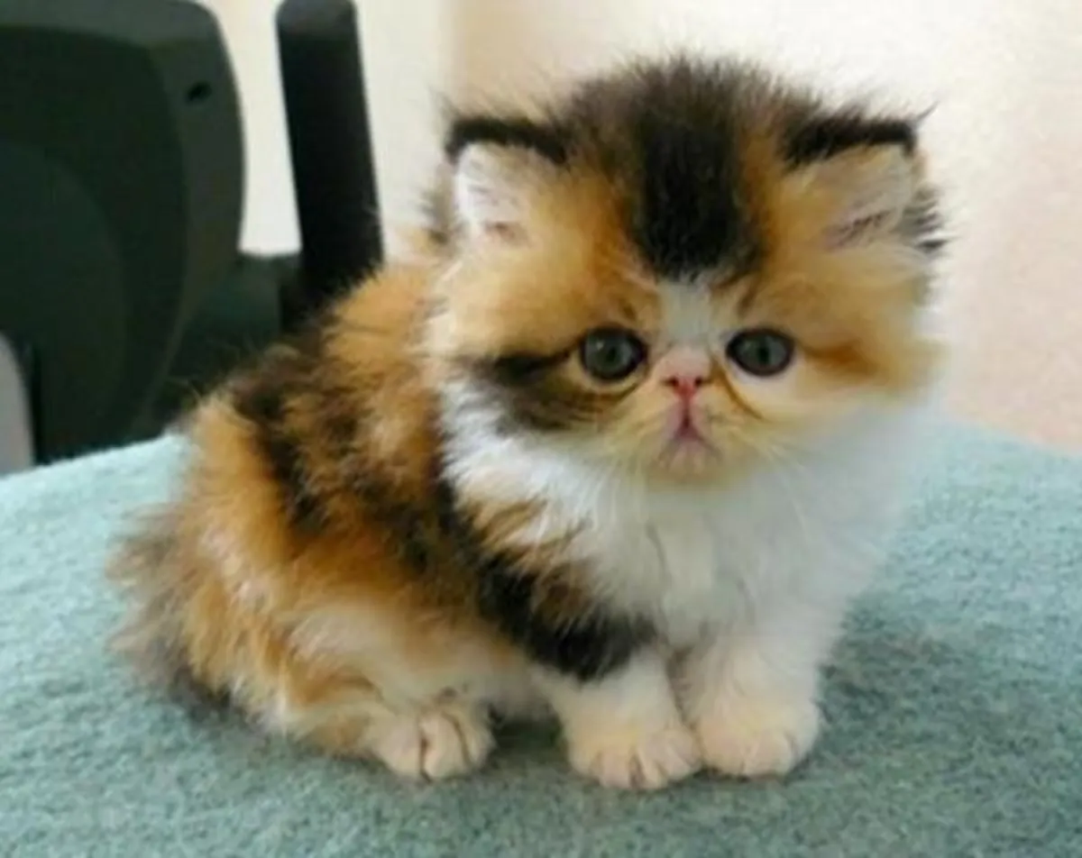 Short-haired exotic kittens