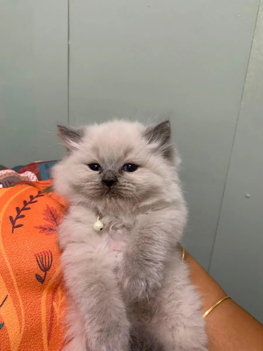 British Longhair male, 50 days old