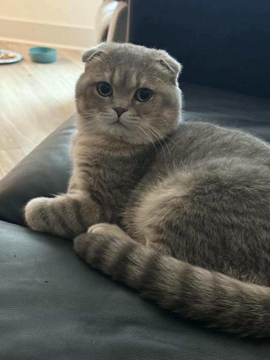 Ev ortamına alışmış Scottish Fold dişi kedi için yeni yuva