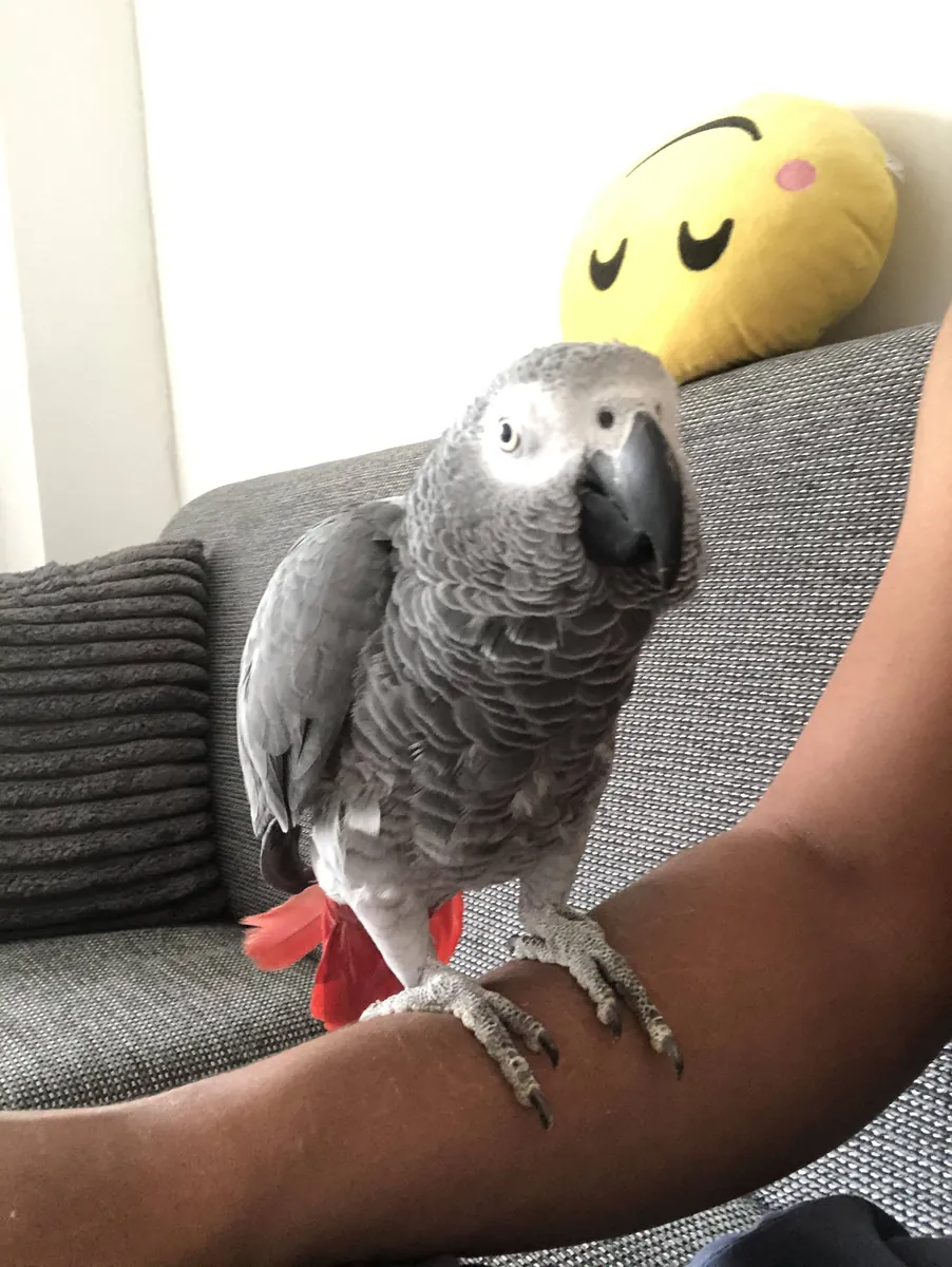 Evde büyümüş konuşkan jako papağanı sahiplendirme