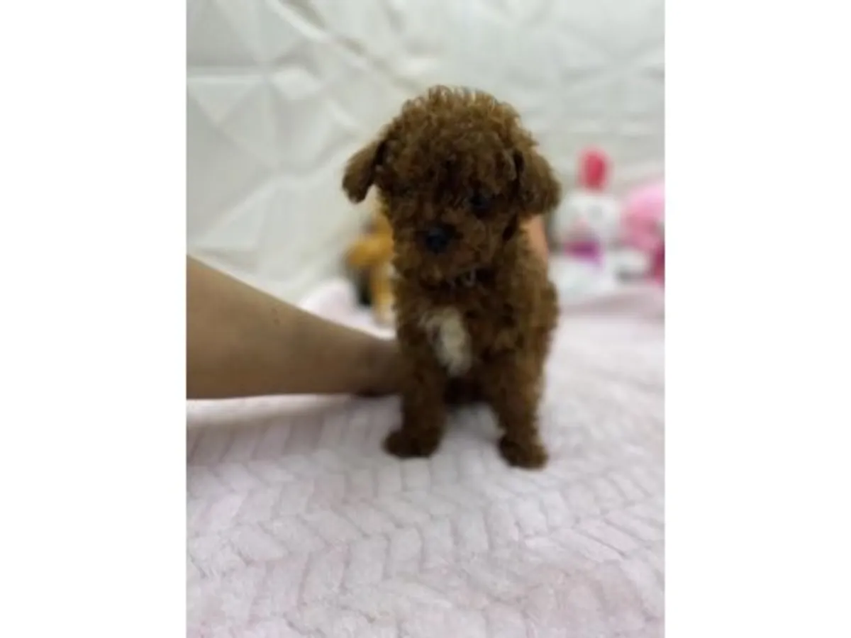 Ev ortamında büyümüş kahverengi poodle yavru