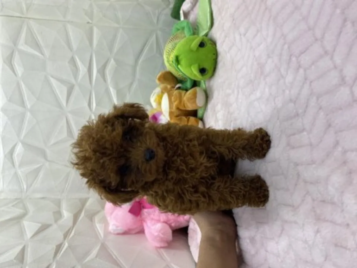 Ev ortamında büyümüş kahverengi poodle yavru