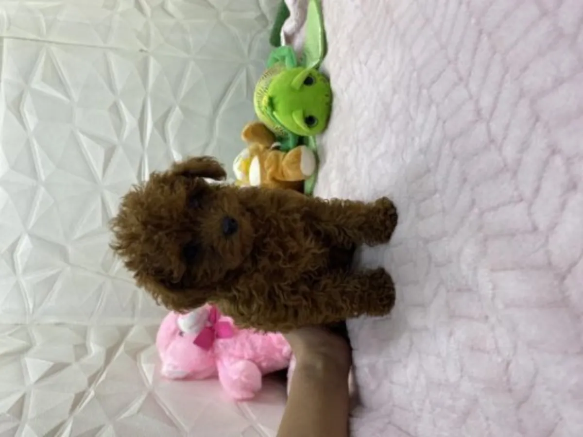 Ev ortamında büyümüş kahverengi poodle yavru