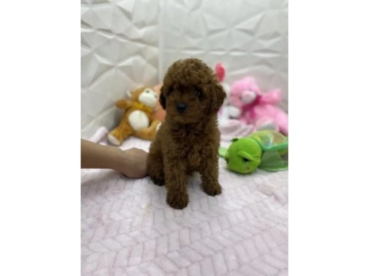 Ev ortamında büyümüş kahverengi poodle yavru