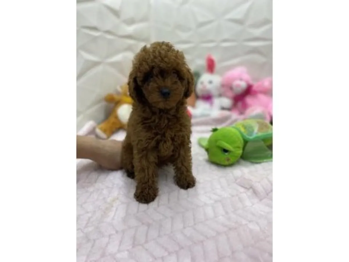 Ev ortamında büyümüş kahverengi poodle yavru