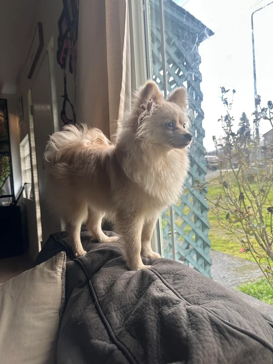 Krem Rengi Pomeranian dişi için kalıcı yuva