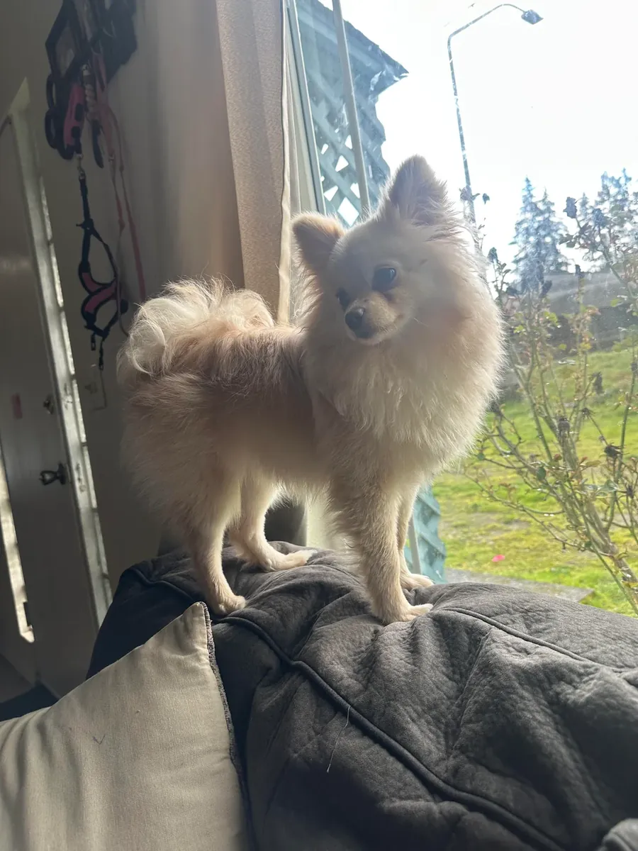 Krem Rengi Pomeranian dişi için kalıcı yuva