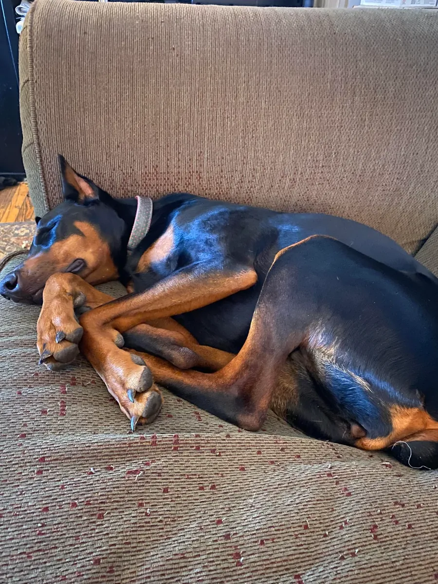 Ev ortamına alışmış Doberman dişi için sorumluluk sahibi bir aile