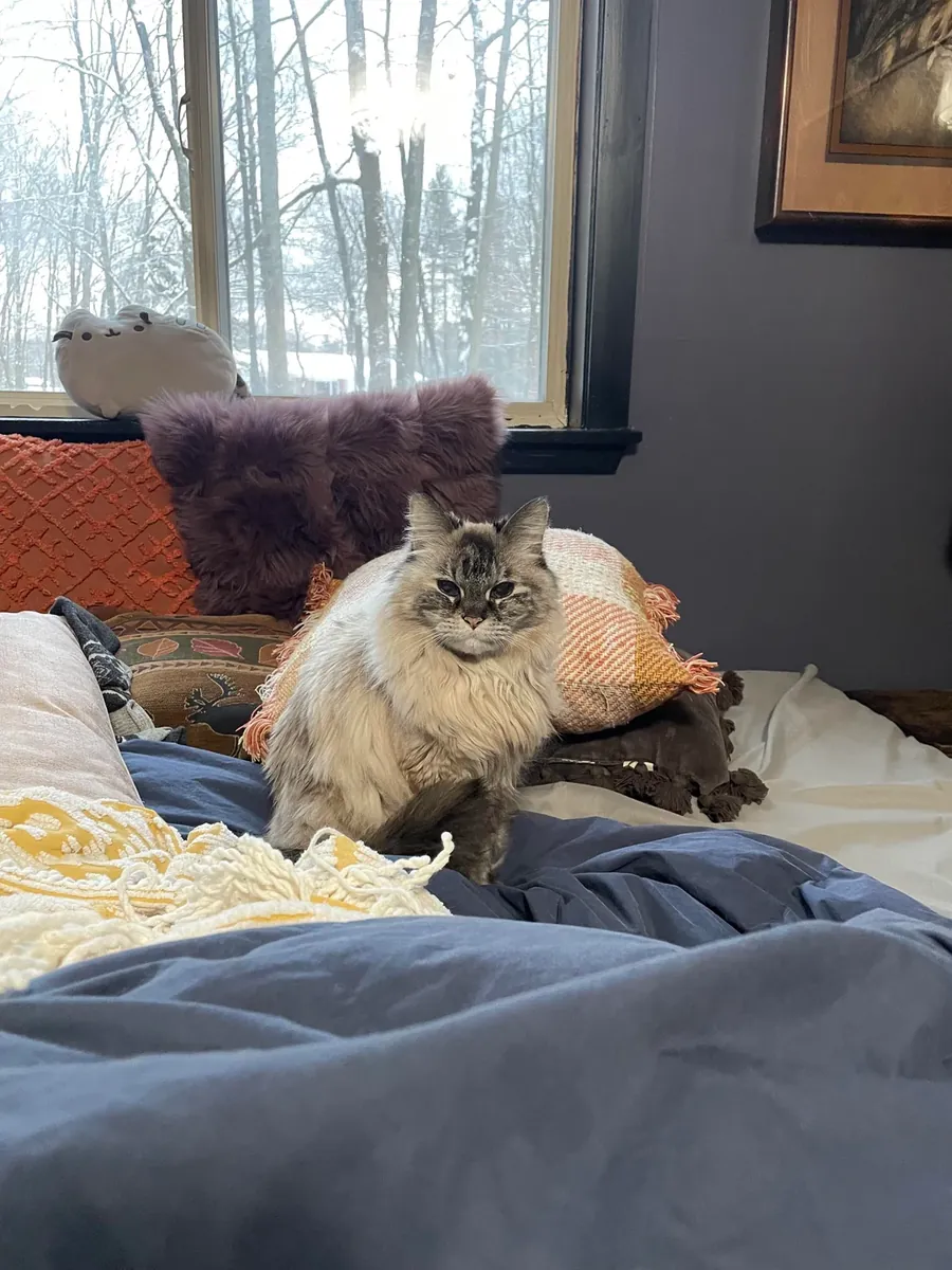 Ev ortamında büyümüş Sibirya kedisi için sakin bir yuva