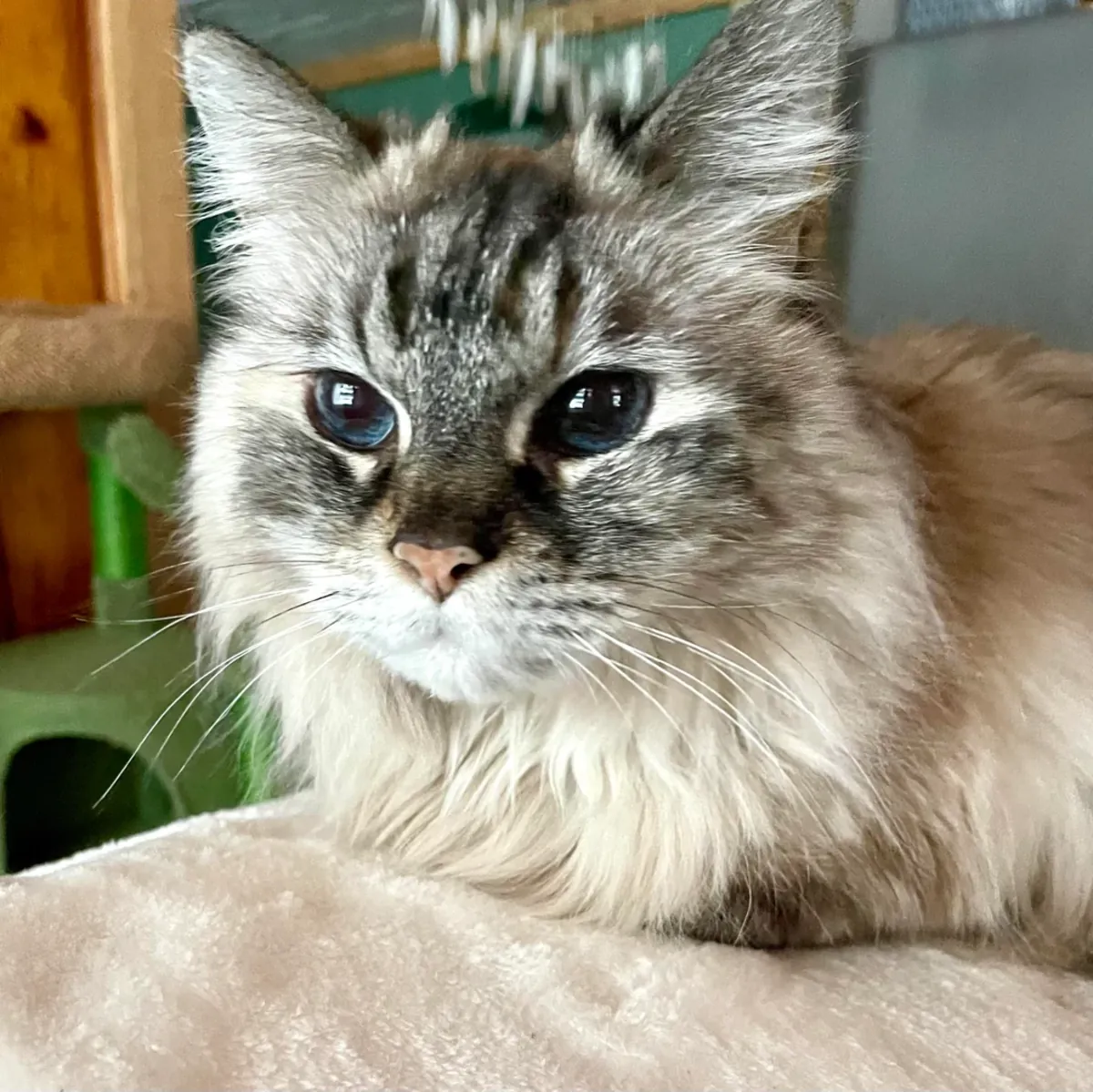 Ev ortamında büyümüş Sibirya kedisi için sakin bir yuva