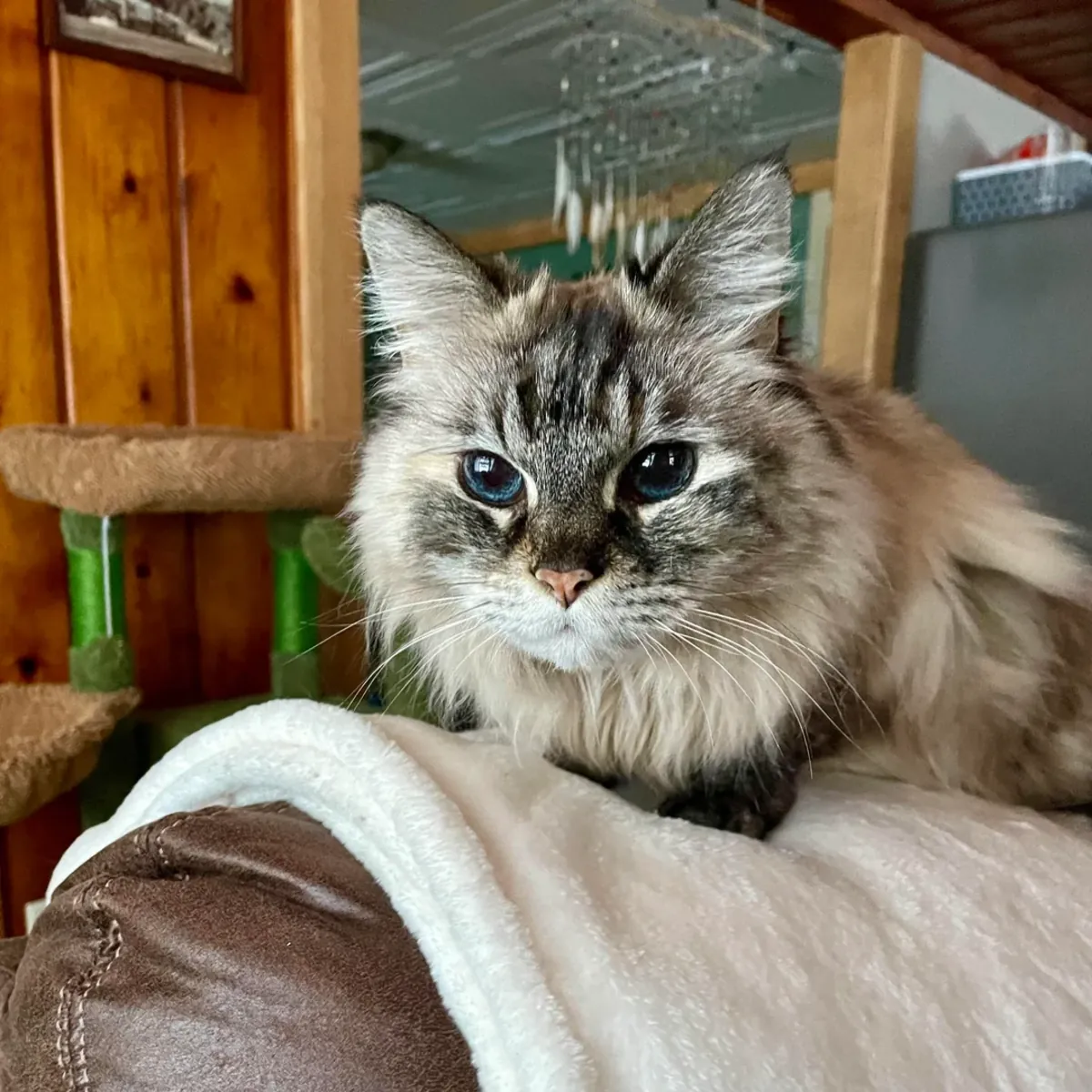 Ev ortamında büyümüş Sibirya kedisi için sakin bir yuva