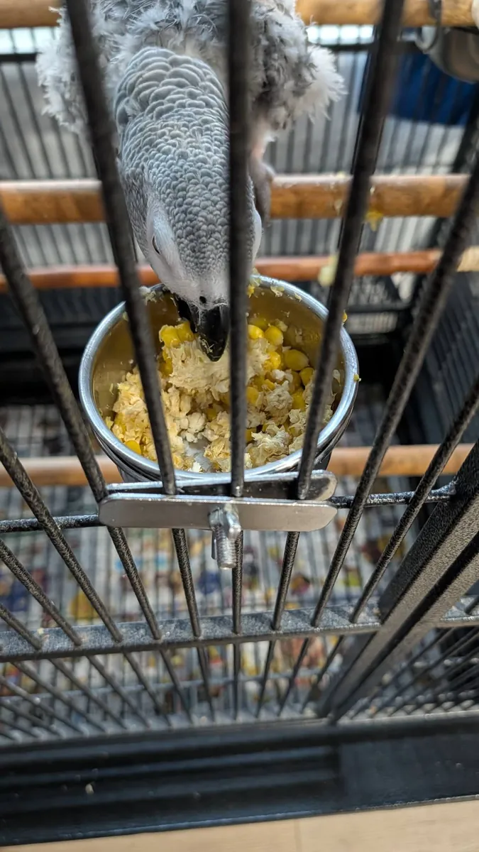 Evde büyümüş jako papağanı için ilgili bir sahip aranıyor