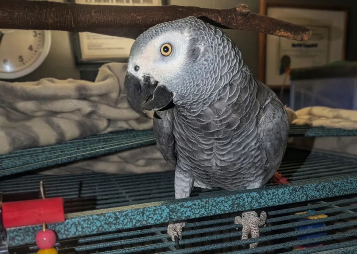 Evde büyümüş jako papağanı için ilgili bir sahip aranıyor