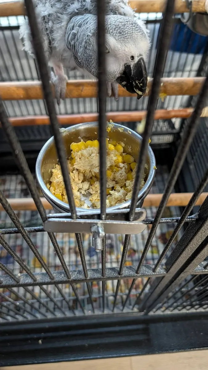 Evde büyümüş jako papağanı için ilgili bir sahip aranıyor