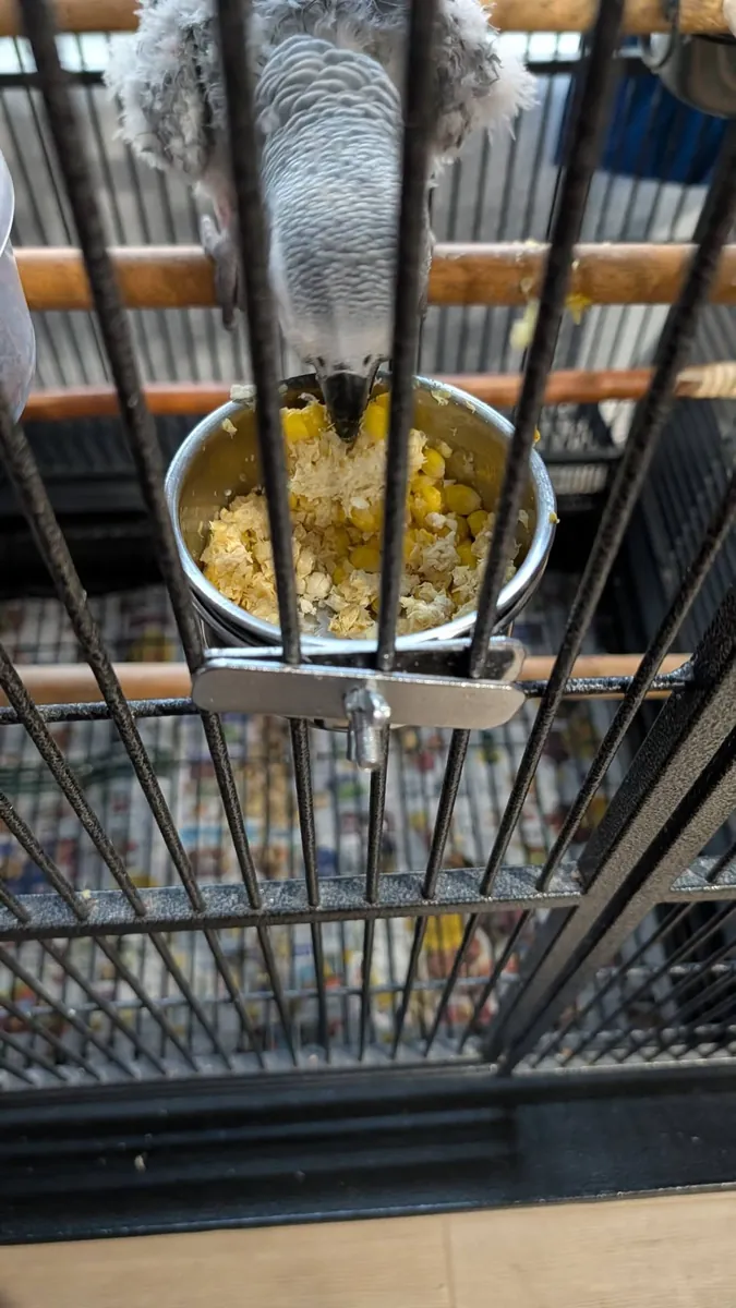 Evde büyümüş jako papağanı için ilgili bir sahip aranıyor