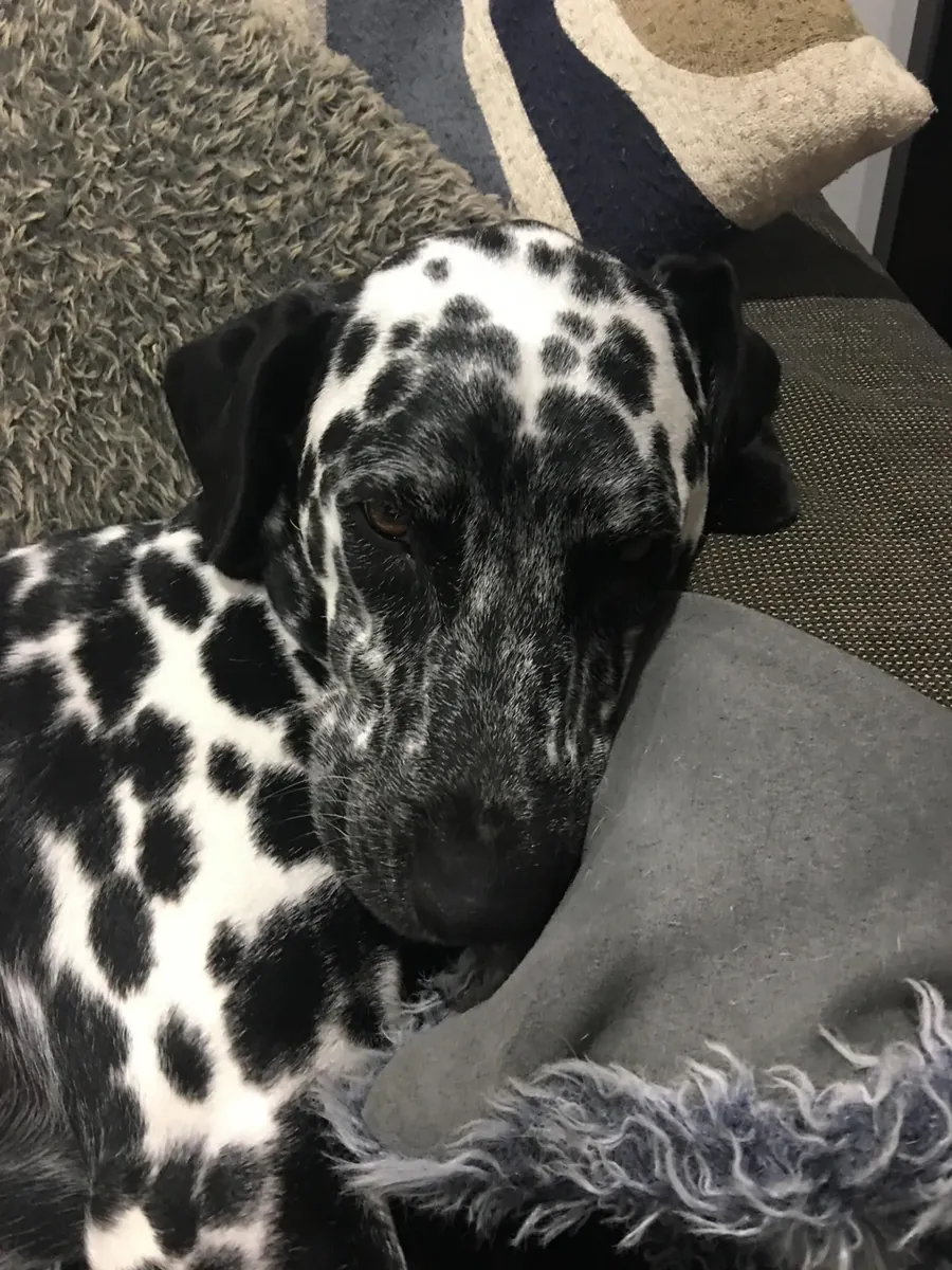 Enerjik Dalmaçyalı erkek köpek için yeni aile