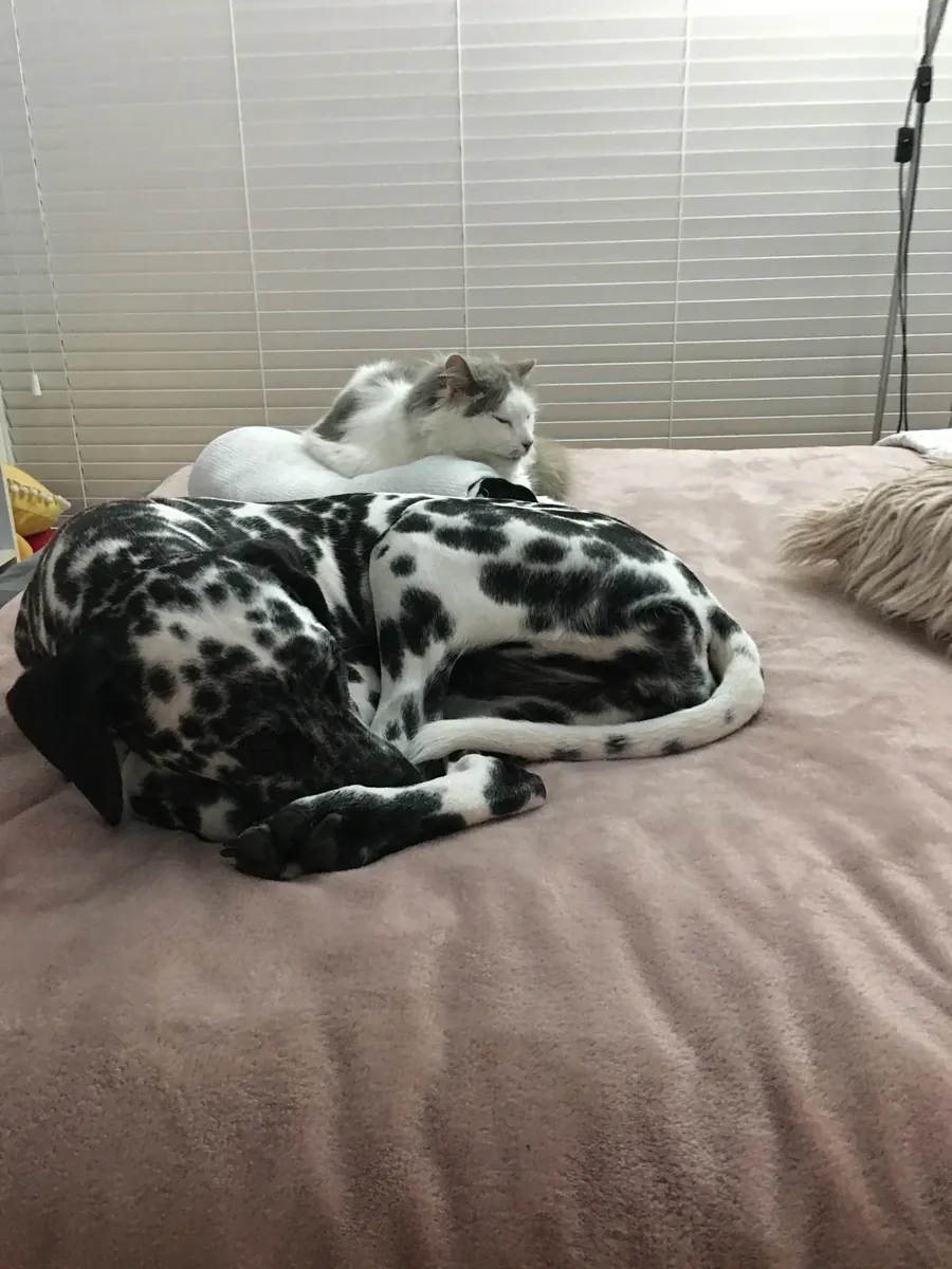 Enerjik Dalmaçyalı erkek köpek için yeni aile