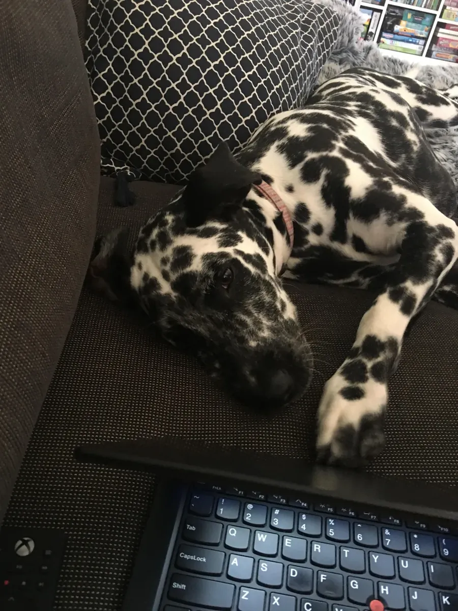 Enerjik Dalmaçyalı erkek köpek için yeni aile