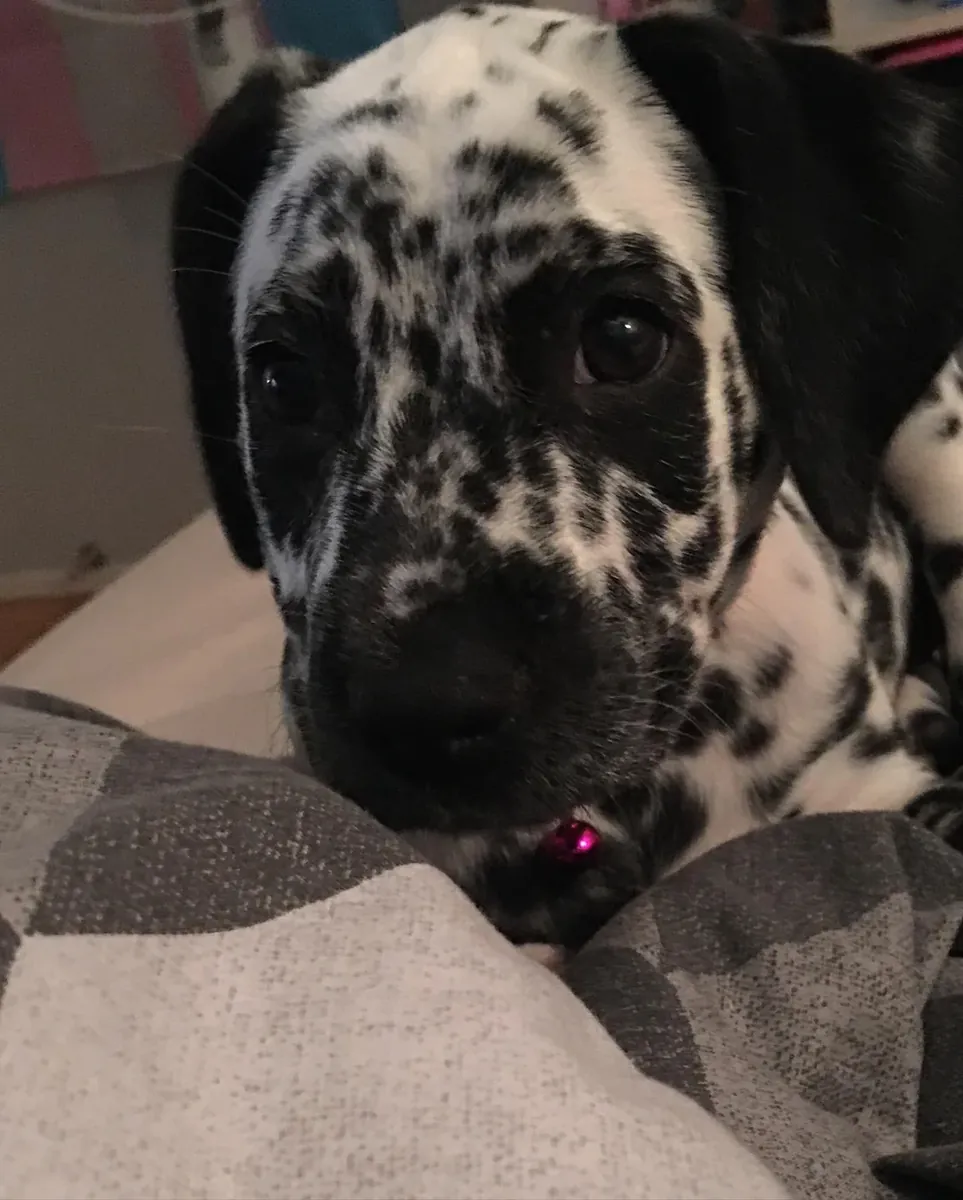 Enerjik Dalmaçyalı erkek köpek için yeni aile