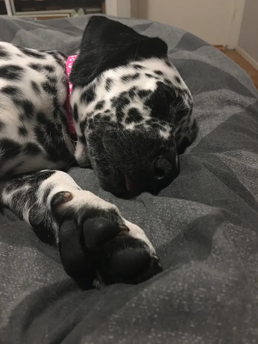 Enerjik Dalmaçyalı erkek köpek için yeni aile