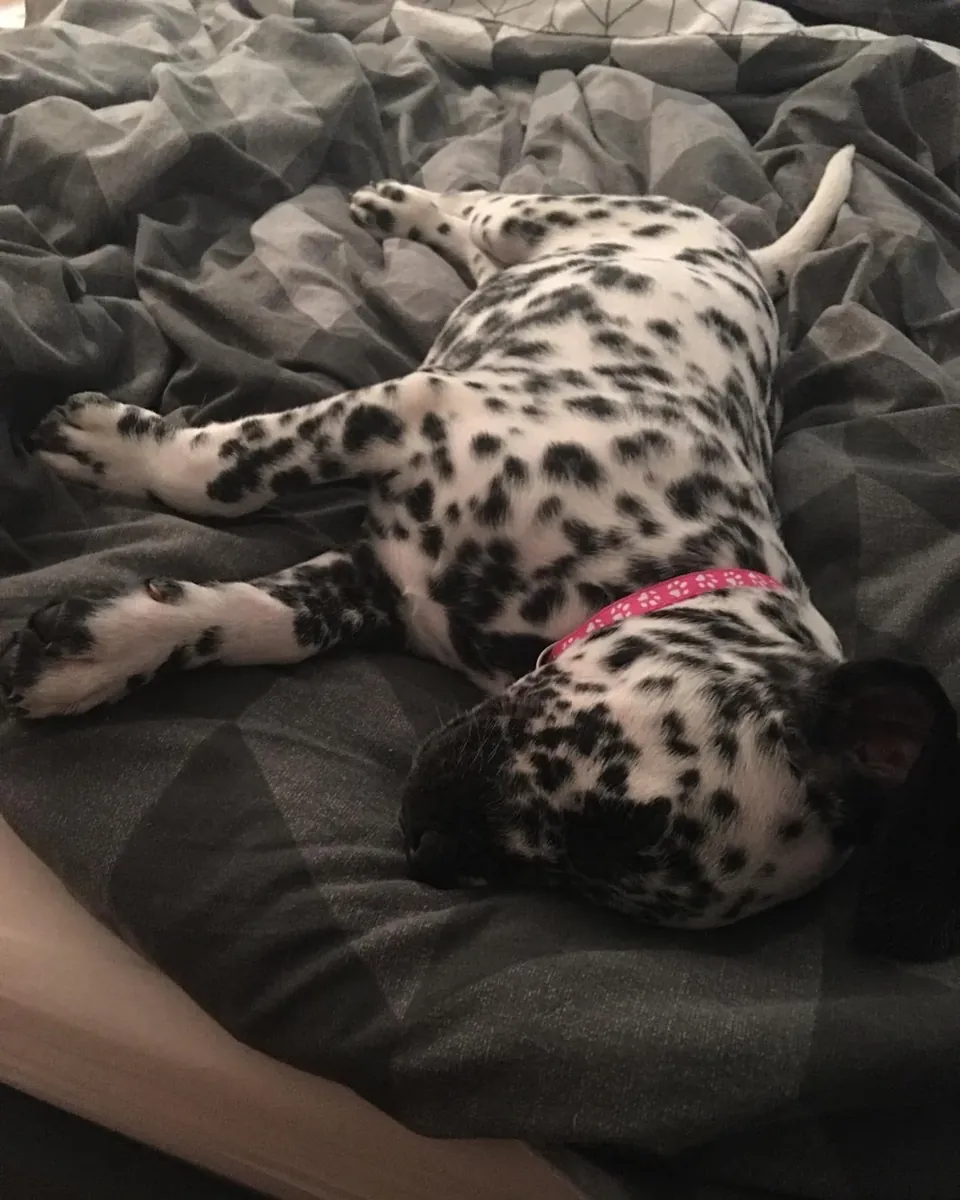 Enerjik Dalmaçyalı erkek köpek için yeni aile