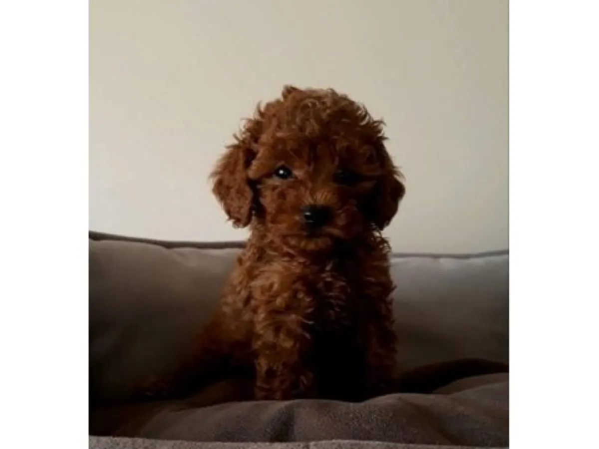 Ev ortamında büyümüş kahverengi poodle yavru