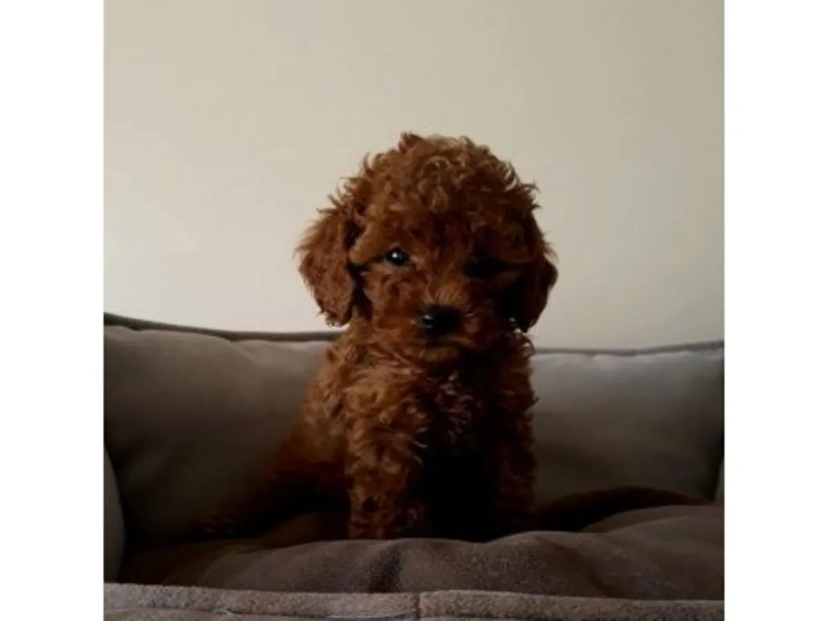 Ev ortamında büyümüş kahverengi poodle yavru