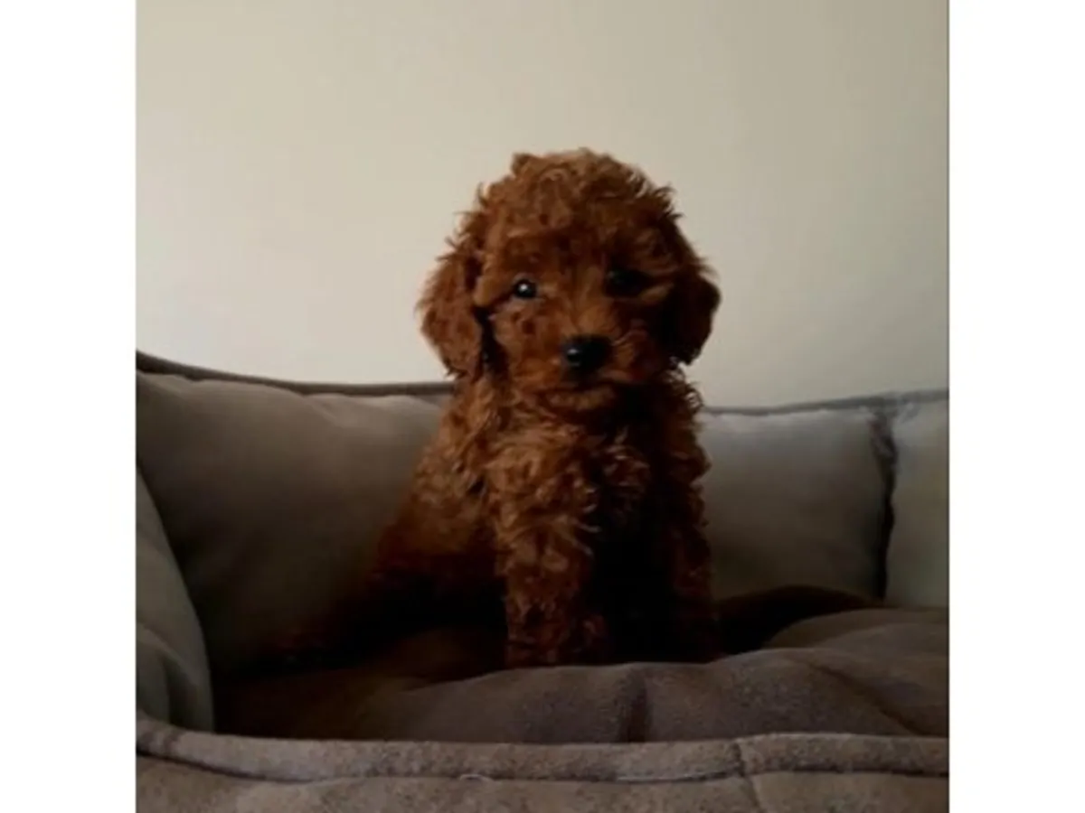 Ev ortamında büyümüş kahverengi poodle yavru