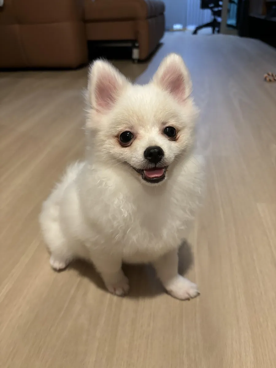 Bembeyaz Pomeranian erkek için kalıcı yuva