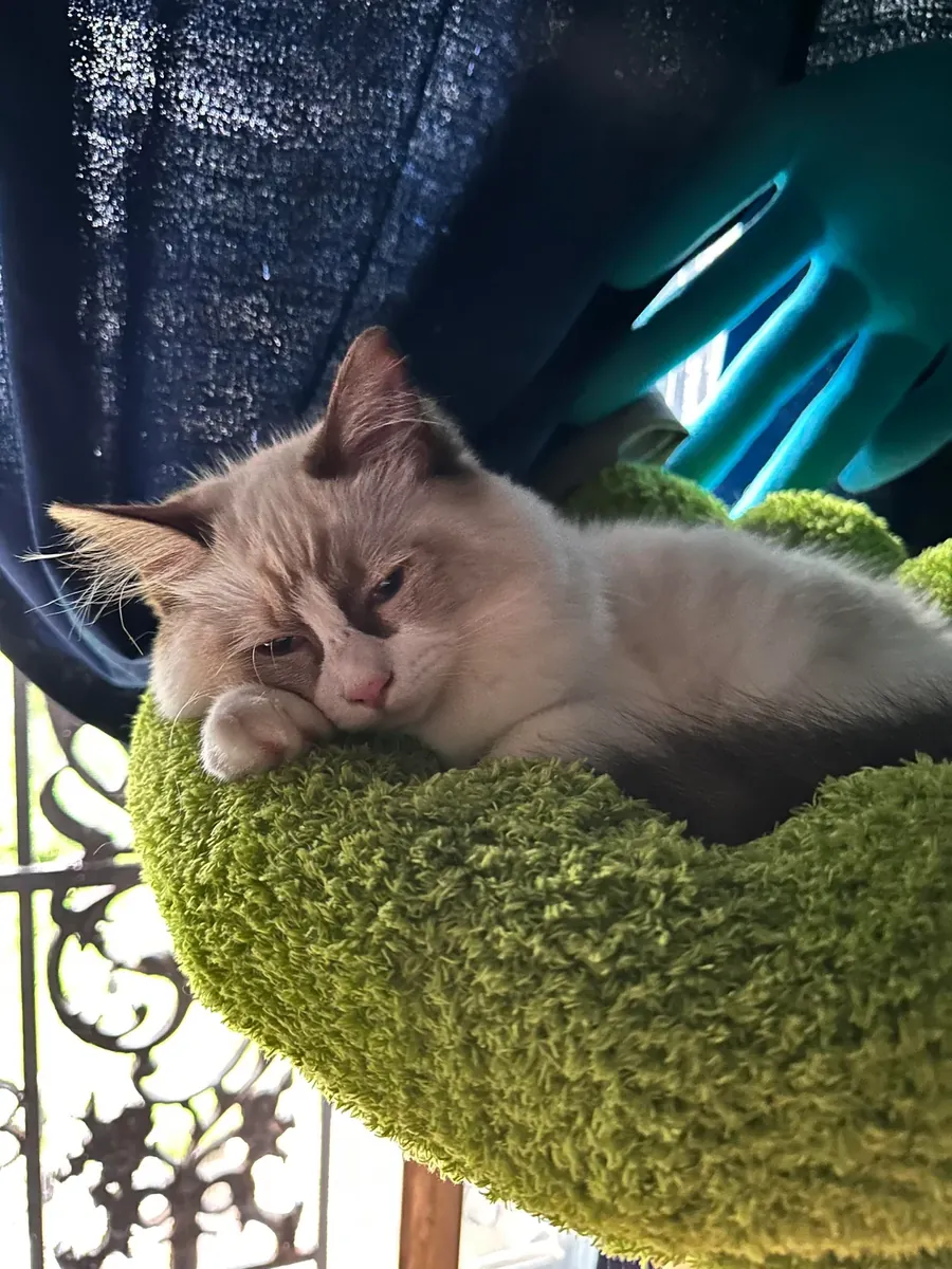 Gentle Ragdoll cat that quietly became part of our daily routine