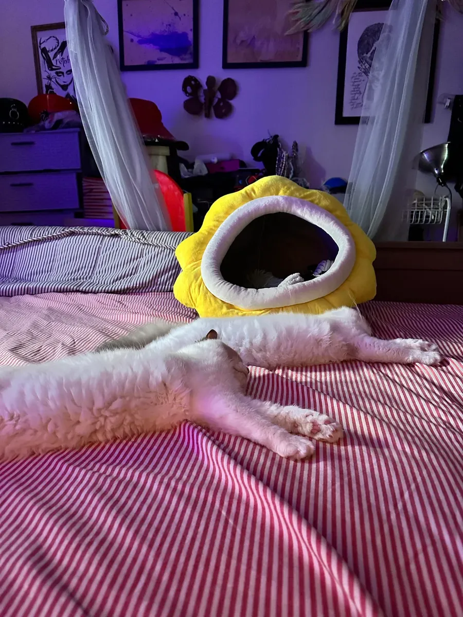 Gentle Ragdoll cat that quietly became part of our daily routine